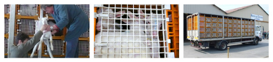 transport de chevreaux dans des cages à dindes