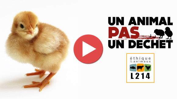 Enquête dans un couvoir - broyage des poussins