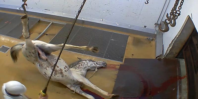 Photo d'un cheval saigné dans l'abattoir d'Ales - France