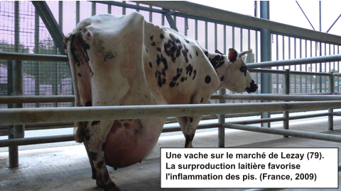 vache lait laitière pis mammite marché bestiaux Lezay