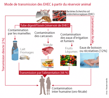 transmission Escherichia coli