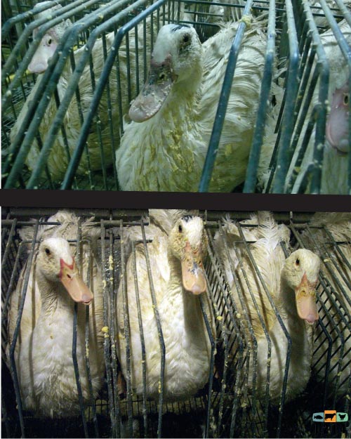 cages individuelles utilisées pendant le gavage