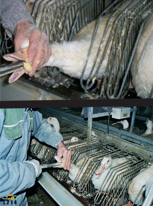 Gavage des canards effectué deux fois par jour pendant 12 jours
