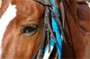 T&ecirc;te de cheval