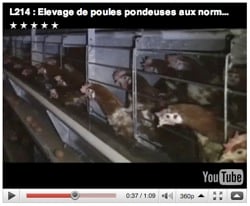 Video poules pondeuses norme 2012