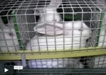 lapin en cage