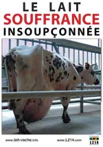 Photo d'une vache laitière au corps diforme