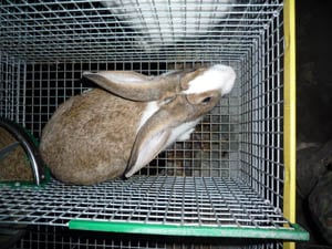 lapins élevés en cage
