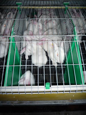 lapins élevés en cage