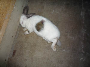 Elevage de lapins