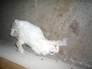 Elevage de lapins