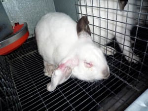 Elevage de lapins