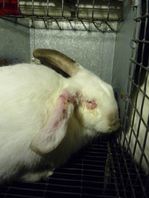 Elevage de lapins