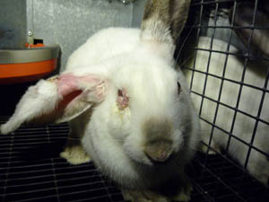 Elevage de lapins