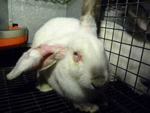 Elevage de lapins