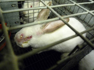 Elevage de lapins
