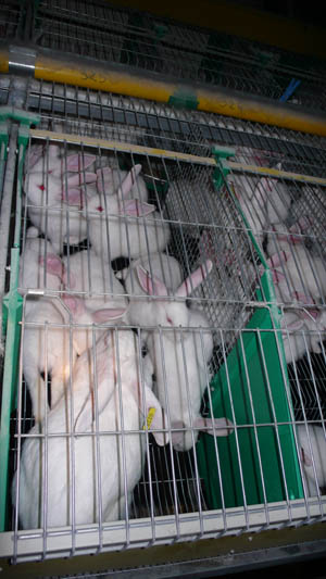 Elevage de lapins