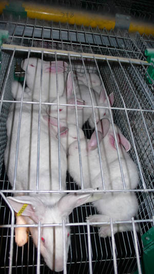 Elevage de lapins