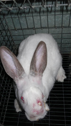 Elevage de lapins