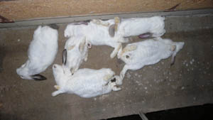 Elevage de lapins