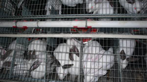 Elevage de lapins