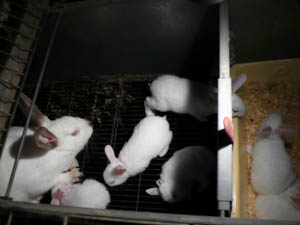 Elevage de lapins