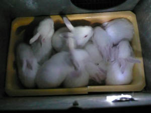 Elevage de lapins