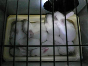 Elevage de lapins