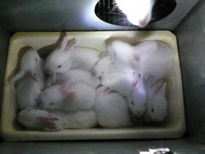 Elevage de lapins
