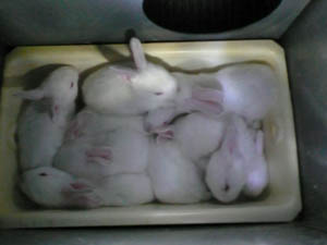 Elevage de lapins