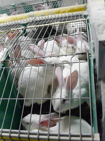 densité élevée des cages
