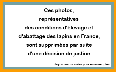 images lapins interdites