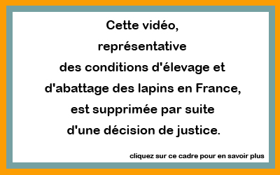 images lapins interdites