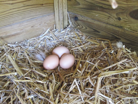 oeufs