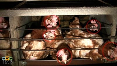 5 poules dans une cage