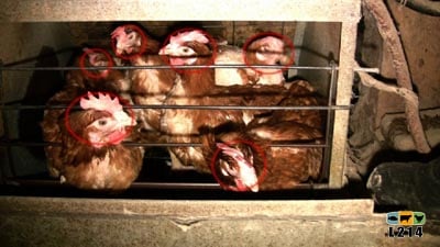 6 poules dans une cage