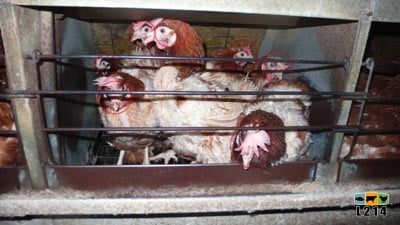 7 poules dans une cage