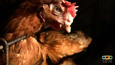 poules pondeuses
