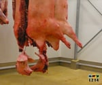 abattage porcs : image 14