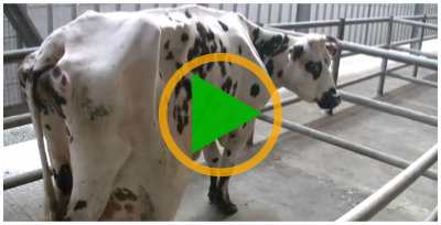 Vidéo sur les marchés aux bestiaux