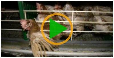 Vidéo sur les poules pondeuses