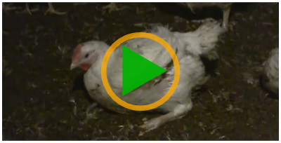 Vidéo sur les poulets de chair