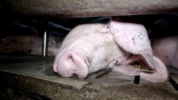 Procès élevage de cochons sous contrat avec Herta