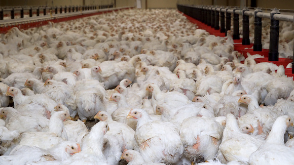 élevage de poulets en France