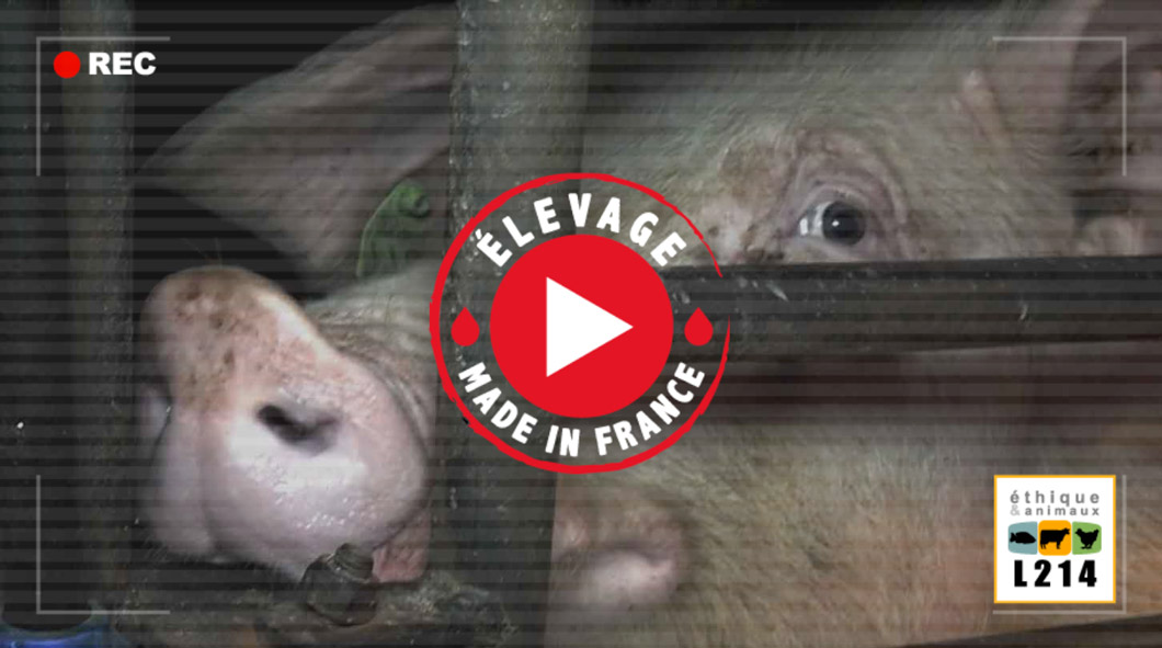 Enquête L214 : vidéo sordide élevage de cochons dans le Finistère