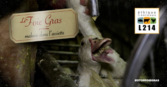 Les enquêtes L214 sur la production de foie gras