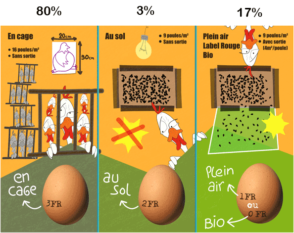 Tournee poules pondeuses