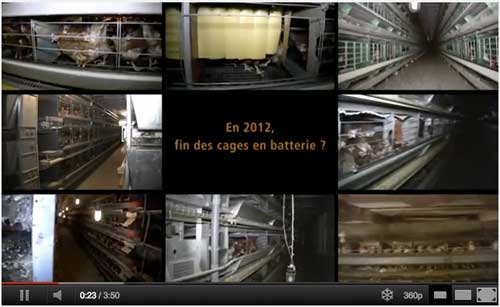 En 2012, la fin des cages de batterie pour les poules pondeuses