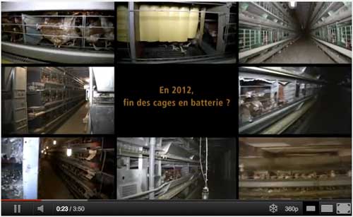 Vidéo d'enquête dans 8 élevages de poules pondeuses en cage de batterie