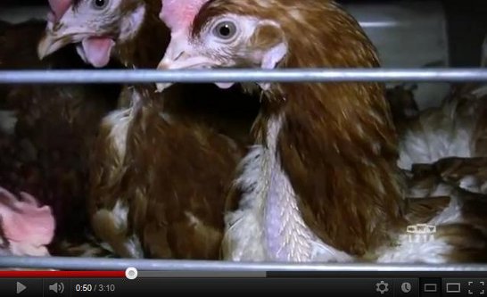 Vidéo d'enquête dans 4 élevages de poules pondeuses en batterie, février 2012